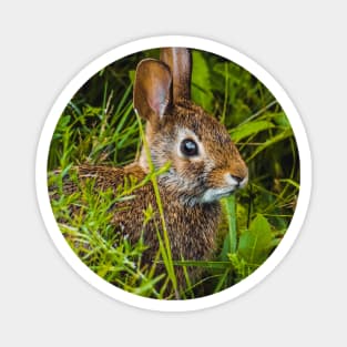 Cute Wild Bunny Hiding in the Grass Photograph Magnet